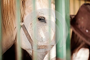 Young woman in cowboy hat feeding horse on farm