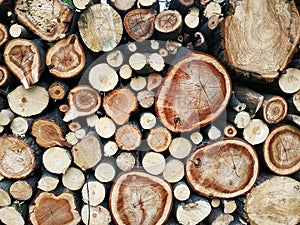 Photo on your phone. A section of a tree. Wooden background