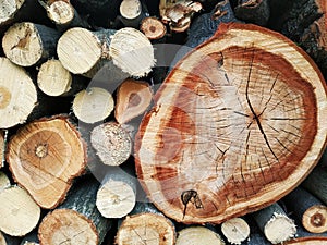 Photo on your phone. A section of a tree. Wooden background