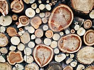 Photo on your phone. A section of a tree. Wooden background