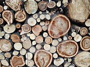 Photo on your phone. A section of a tree. Wooden background