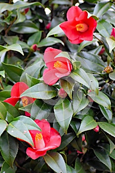 Photo of Yuletide Camellia sasanqua, Red Winter Blooming Shrub