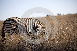 Photo of zebra eating grass being a herbivorous animal in the African savannah of the Pilanesberg National Park in South Africa