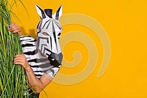 Photo of zebra guy in natural habitat hiding from bunch plant look empty space isolated over bright yellow color