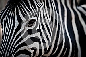 Photo of a zebra in the province of HuÃ­la in Angola