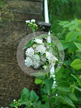 Photoa of white flowering plant