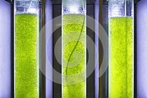 Photobioreactor in Algae fuel biofuel industry photo