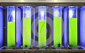 Photobioreactor in lab algae fuel biofuel industry.