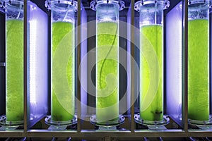 Photobioreactor in lab algae fuel biofuel industry.