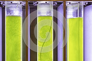 Photobioreactor in lab algae fuel biofuel industry. photo
