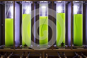 Photobioreactor in lab algae fuel biofuel industry photo
