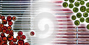 Photobioreactor in medical science laboratory, green and red algae, algae fuel biofuel industry, algal research