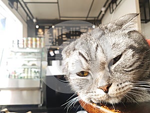 Photobombing American Shorthair Pet Cat