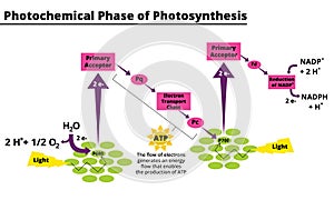 Photochemical phase of photosynthesis diagram