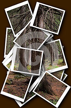 Photocollage in the forest