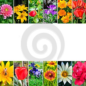 Photocollage of garden flowers photos. Free space for text. Collage