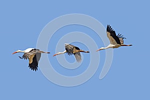 Photocomposition of a White stork Ciconia ciconia in fly