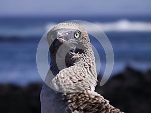 Photogenic Bird