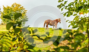 Photogenic Brown horse