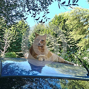 A photogenic cute cat with beautiful eyes poses on a car starring at the camera