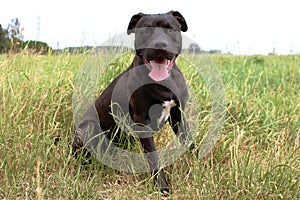 Photogenic doggy, American Pitbull Terier, field
