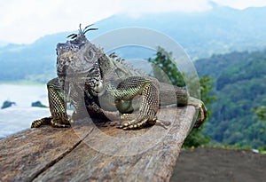 The Photogenic Iguanas