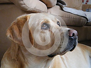 Photogenic labrador retriever. Liepaja, Latvia