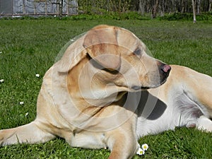 Photogenic labrador retriever. Liepaja, Latvia