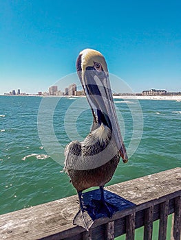 Photogenic Pelican on the Gulf State Pier