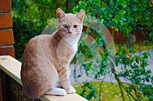 Photogenic red cat with amber color eyes. Nica, Latvia