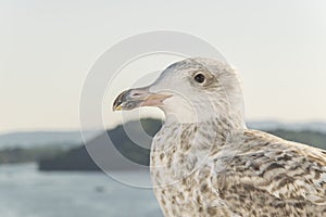 Photogenic seagull