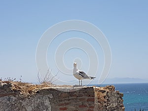 Photogenic Seagull