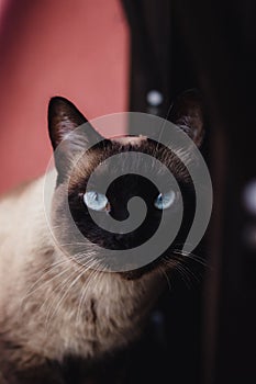 Photogenic Siamese cat with blue eyes, fluffy and beautiful.