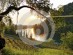 Photogenic vineyards and lowland forests in the Rhine valley, Buchberg