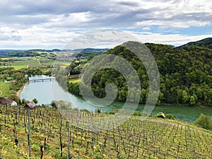 Photogenic vineyards and lowland forests in the Rhine valley, Buchberg