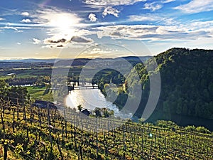 Photogenic vineyards and lowland forests in the Rhine valley, Buchberg