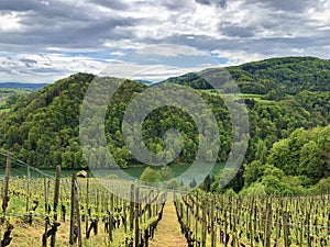 Photogenic vineyards and lowland forests in the Rhine valley, Buchberg