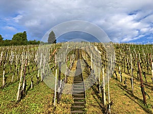 Photogenic vineyards in the village of Buchberg