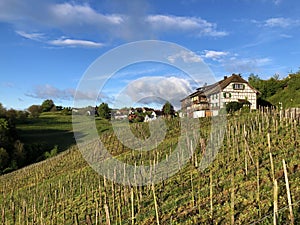 Photogenic vineyards in the village of Buchberg