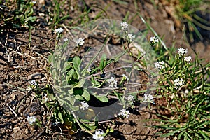 Photograpgy of mouse ear cress flower Arabidopsis thaliana