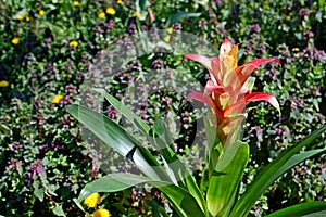 Photography of scarlet star flower Guzmania lingulata photo