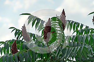 Photograph of an acetic tree. Place for your text.