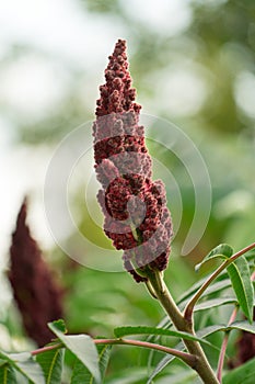 Photograph of an acetic tree. Place for your text.