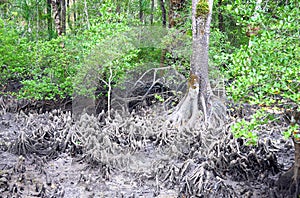 Aerial Roots - Adventitious Roots - of Red Mangrove Trees - Baratang Island, Andaman Nicobar, India photo