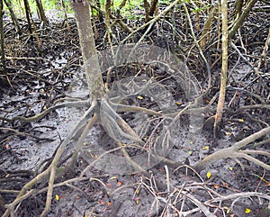 Aerial Roots - Adventitious Roots - of Red Mangrove Trees - Baratang Island, Andaman Nicobar, India photo