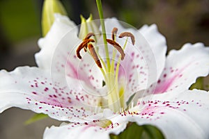Photograph of an Asian Oriental Lily Flower
