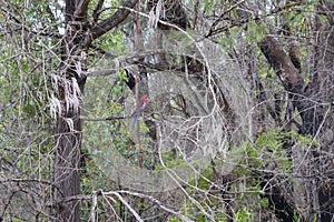 Photograph of an Australian Crimson Rosella parrot sitting on a tree branch in the forest