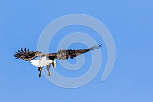Bald Eagle Swooping in Venice, Florida photo