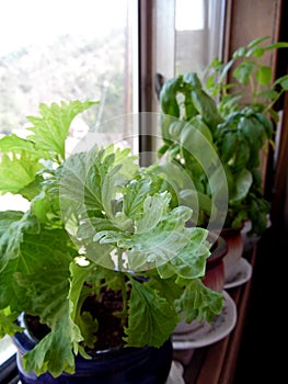 Photograph of Basil Plants Growing in Windowsill photo