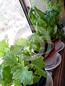 Photograph of Basil Plants Growing in Windowsill photo